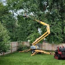 Best Root Management and Removal  in Rose Hill, VA